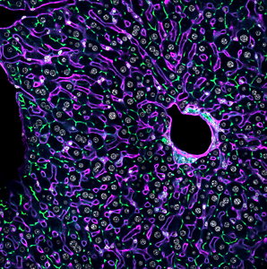 Liver inmunofluorescence showing sinusoids (magenta), bile canaliculi (green) and nuclei (gray)