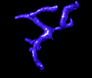 3D reconstruction of a single Stellate cell