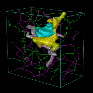 3D reconstruction showing a Stellate cell (gray), Kupffer cell (yellow), Hepatocyte (cyan), and the central lines of sinusoids (magenta) and bile canaliculi (green)